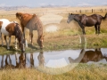 20060909_BigBubbleHorse